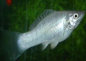 Mollies Breeding Aquarium Fish: Cría y cuidado