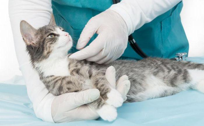 ¿Qué puedes obtener de un gato? Enfermedades comunes de gatos y humanos: clamidia, rabia, helmintiasis, versicolor