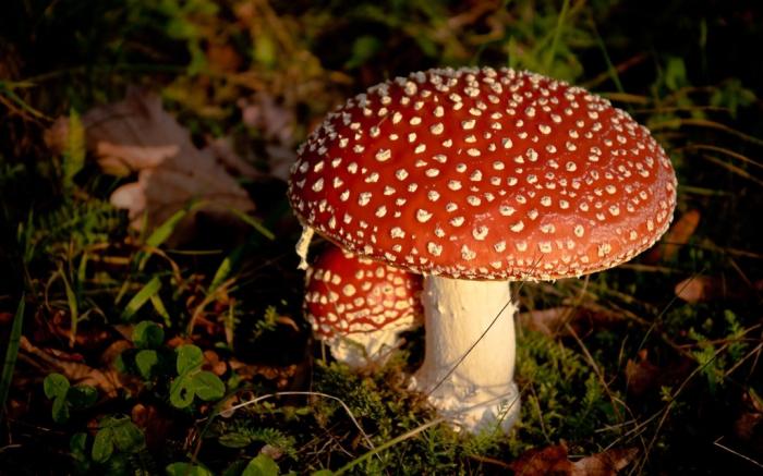Qué tipo de hongos tienen las propiedades y características
