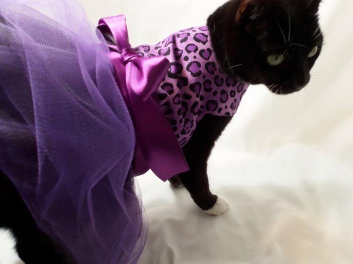 Ropa para un gato: creamos nuestra propia ropa para nuestras mascotas
