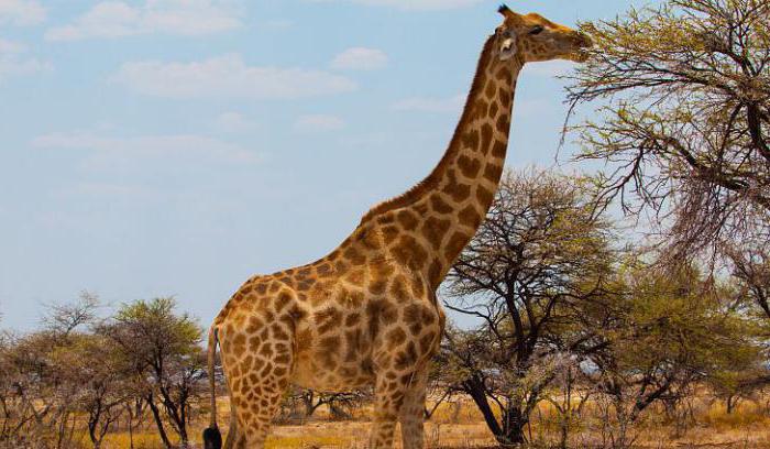 Datos interesantes sobre jirafas para niños y adultos