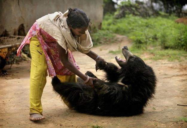 Bear-gubachev - un animal con una apariencia inusual y hábitos extraños
