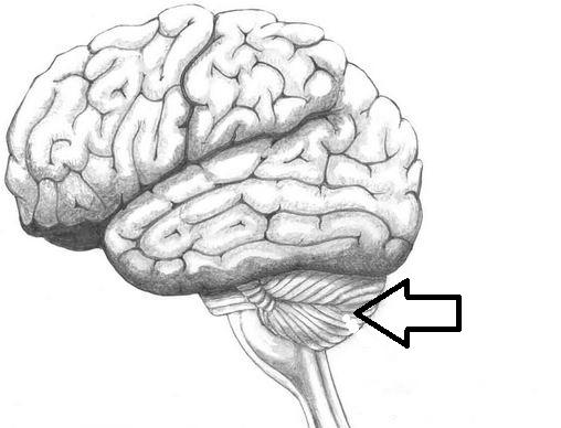 cerebelo del cerebro